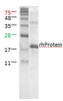 Flt3-Ligand,human recombinantͼƬ