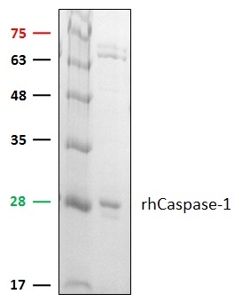 Caspase-1,human recombinant proteinaseͼƬ