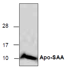 Apo-SAA,human recombinant protein图片