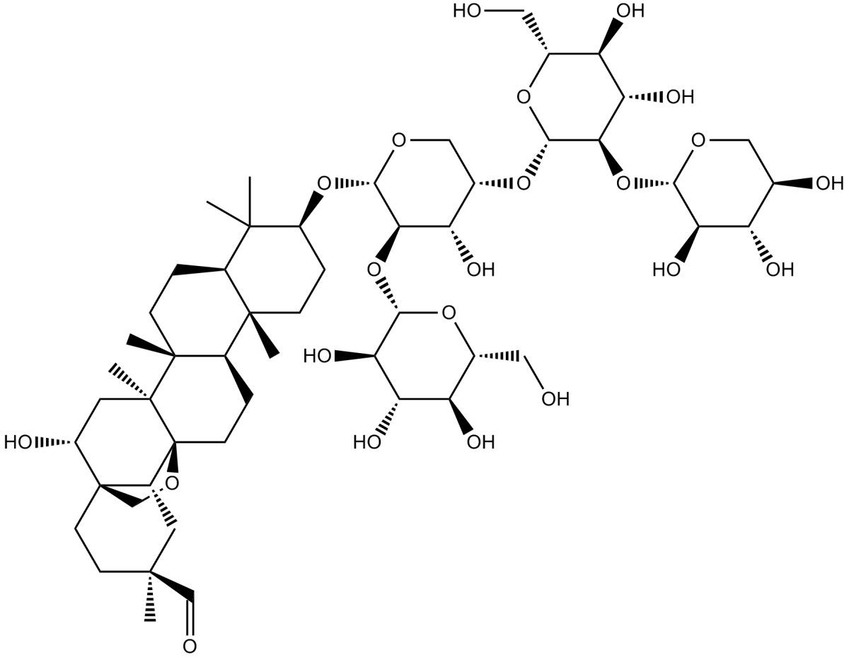 Ardisiacrispin AͼƬ