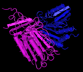 Caspase-6,human recombinant protein图片