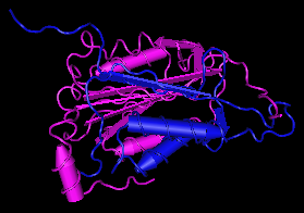 Caspase-2,human recombinant proteinaseͼƬ