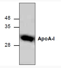 ApoA-1,human recombinant proteinͼƬ