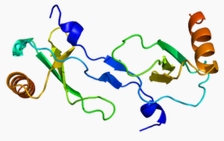 JE(MCP-1),murine recombinant proteinͼƬ