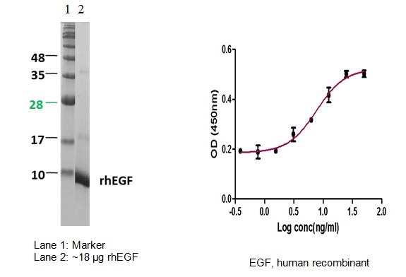 Epidermal Growth Factor(EGF),human recombinantͼƬ