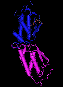 SCF,murine recombinant proteinͼƬ