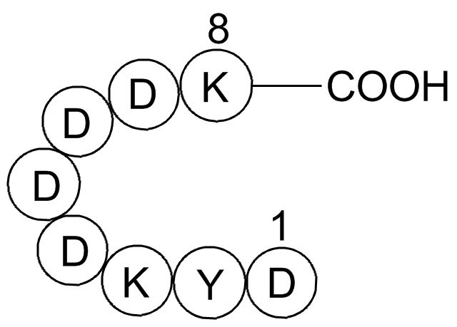 FLAG tag PeptideͼƬ