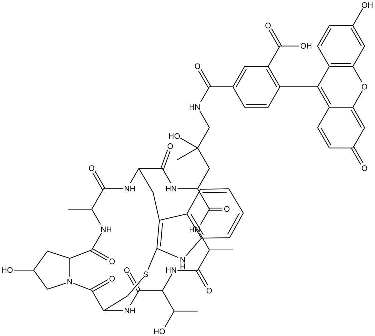 Phalloidin-Fluorescein ConjugateͼƬ