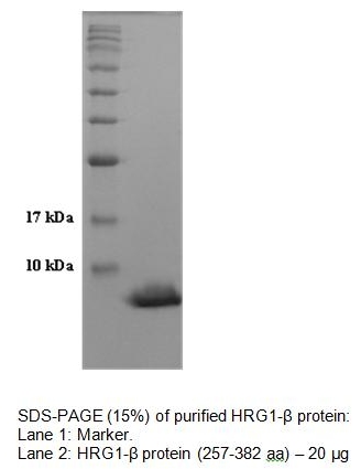 Neuregulin/Heregulin-1(NRG-1/HRG-1),human recombinant proteinͼƬ