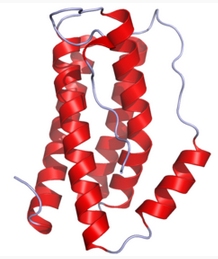 IL-6,rat recombinantͼƬ