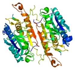 Caspase-7,human recombinant proteinͼƬ