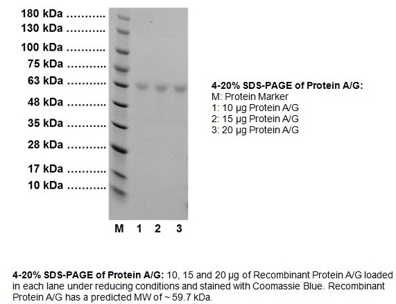 Protein A/GͼƬ