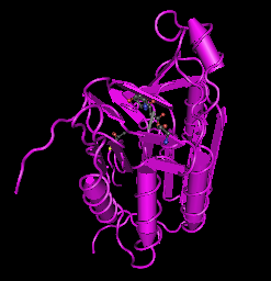 Caspase-8,human recombinant proteinͼƬ