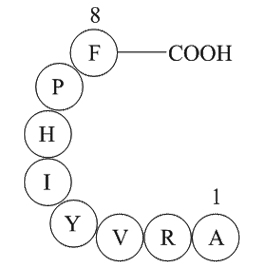 Angiotensin 1/2 + A(2-8)ͼƬ