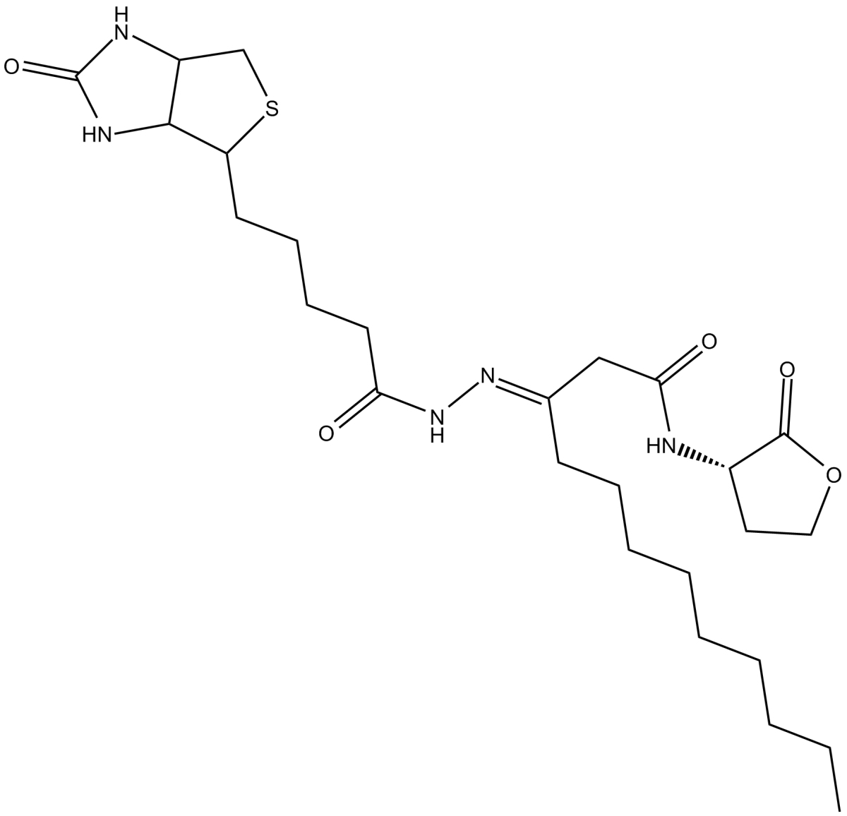 N-dodecanoyl-L-Homoserine lactone-3-hydrazone-biotinͼƬ