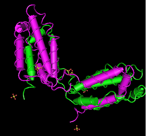 IL-10,human recombinant proteinͼƬ