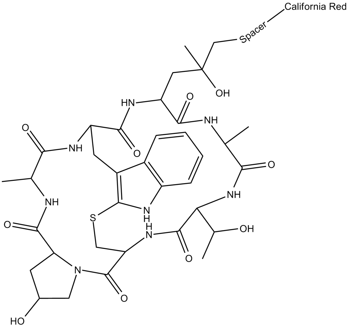 Phalloidin-California Red ConjugateͼƬ