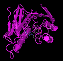 Heat Shock Protein 90(Hsp90),human recombinant proteinͼƬ