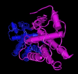 M-CSF,human recombinant proteinͼƬ