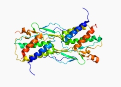 IL-15,human recombinant proteinͼƬ