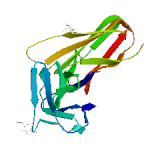 VEGF-C,human recombinant proteinͼƬ