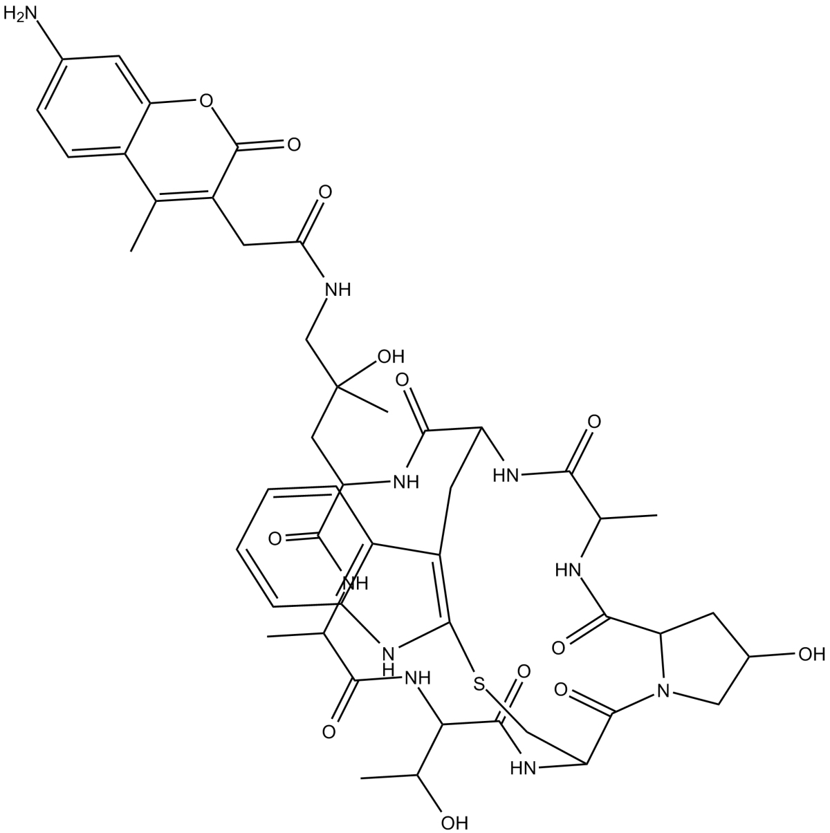 Phalloidin-AMCA ConjugateͼƬ