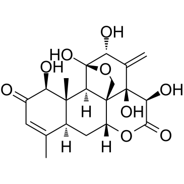 EURYCOMANONEͼƬ