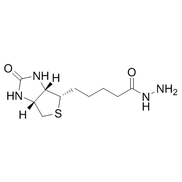 Biotin HydrazideͼƬ