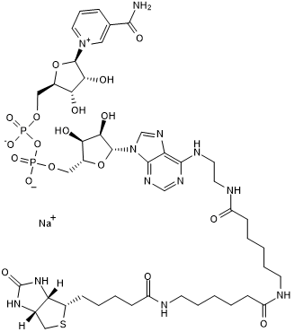 Biotin-LC-NAD+ͼƬ