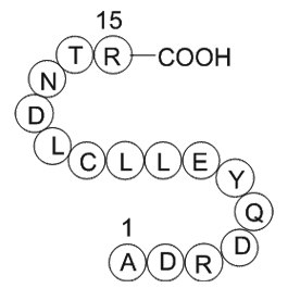 transferrin fragmentͼƬ