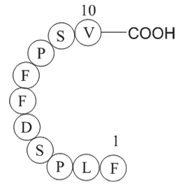 HBcAg [Hepatitis B virus](18-27)ͼƬ