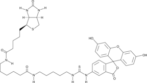 Fluorescein BiotinͼƬ