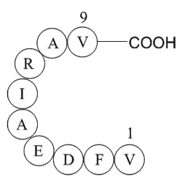 Rac GTPase fragmentͼƬ