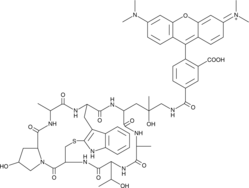 Phalloidin-Tetramethylrhodamine ConjugateͼƬ