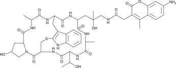 Phalloidin-AMCA ConjugateͼƬ