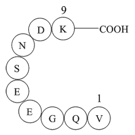 -Interleukin I(163-171),humanͼƬ