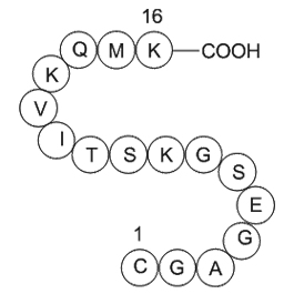 GTP-Binding Protein Fragment,G alphaͼƬ