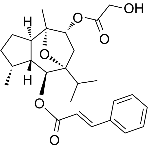 Englerin AͼƬ