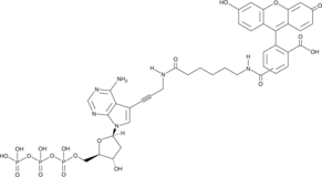 Fluorescein-12-dATPͼƬ