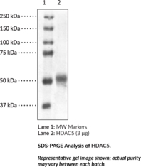 HDAC5(human,recombinant)ͼƬ