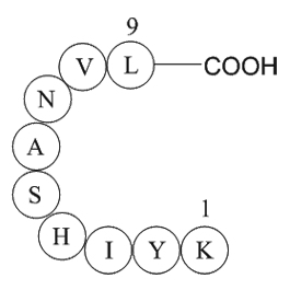 MAP kinase fragment [Multiple species]ͼƬ