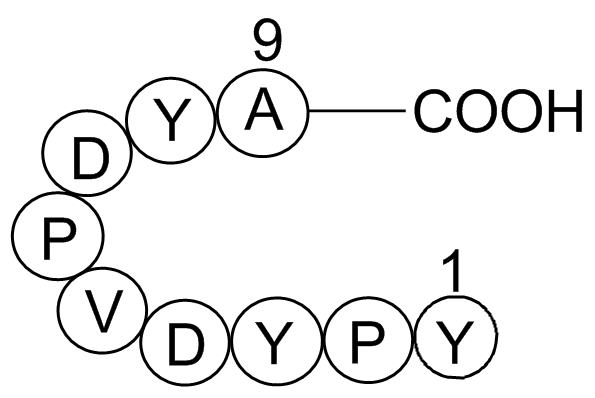 Influenza Hemagglutinin(HA)PeptideͼƬ