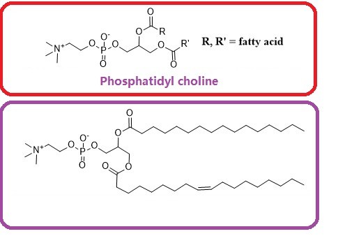 Phosphatidyl choline(from Soybean)ͼƬ