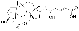 AbrusogeninͼƬ