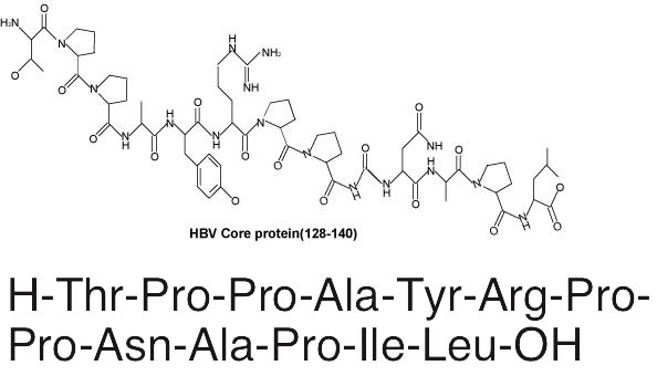 Hepatitis B Virus Core 128-140ͼƬ