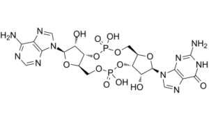 cGAMP(Cyclic GMP-AMP)ͼƬ