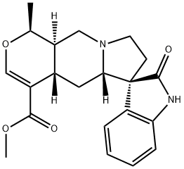 IsomitraphyllineͼƬ