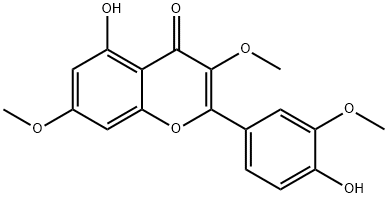 PachypodolͼƬ