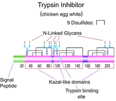 Trypsin Inhibitor(from chicken egg white)ͼƬ