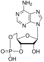 Cyclic AMPͼƬ